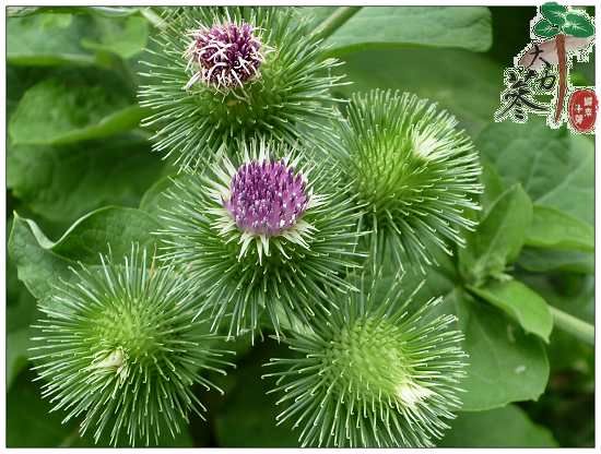 歸來大力蔘牛蒡花